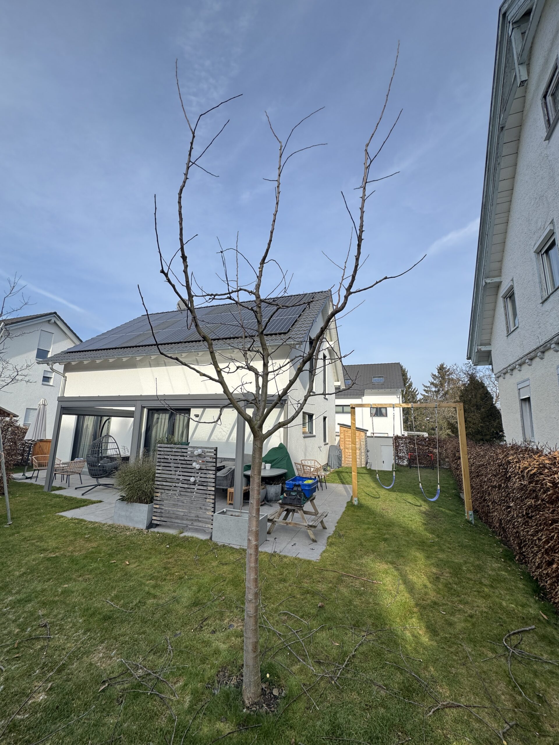 4. Standjahr vor Erziehungsschnitt