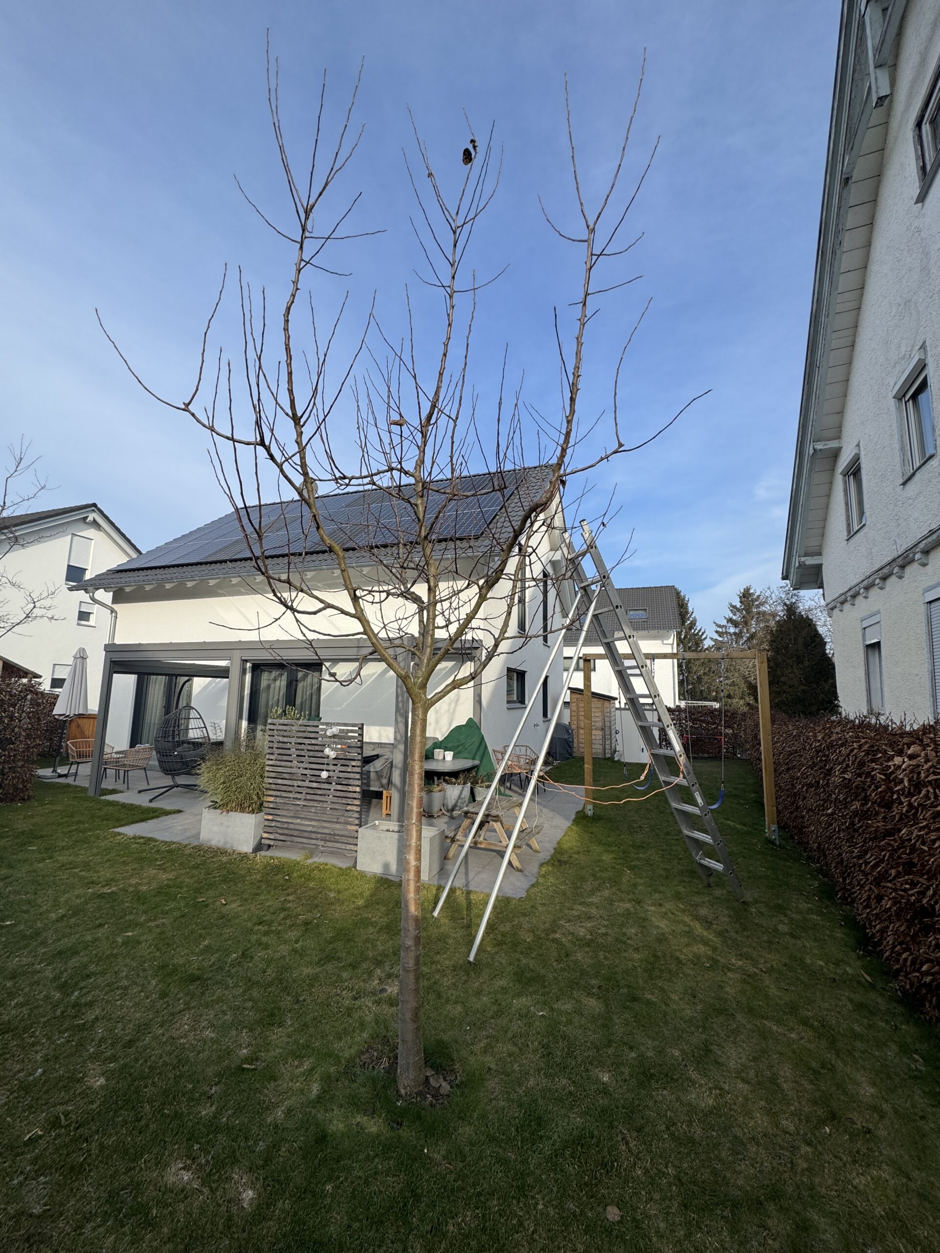 4. Standjahr nach Erziehungsschnitt