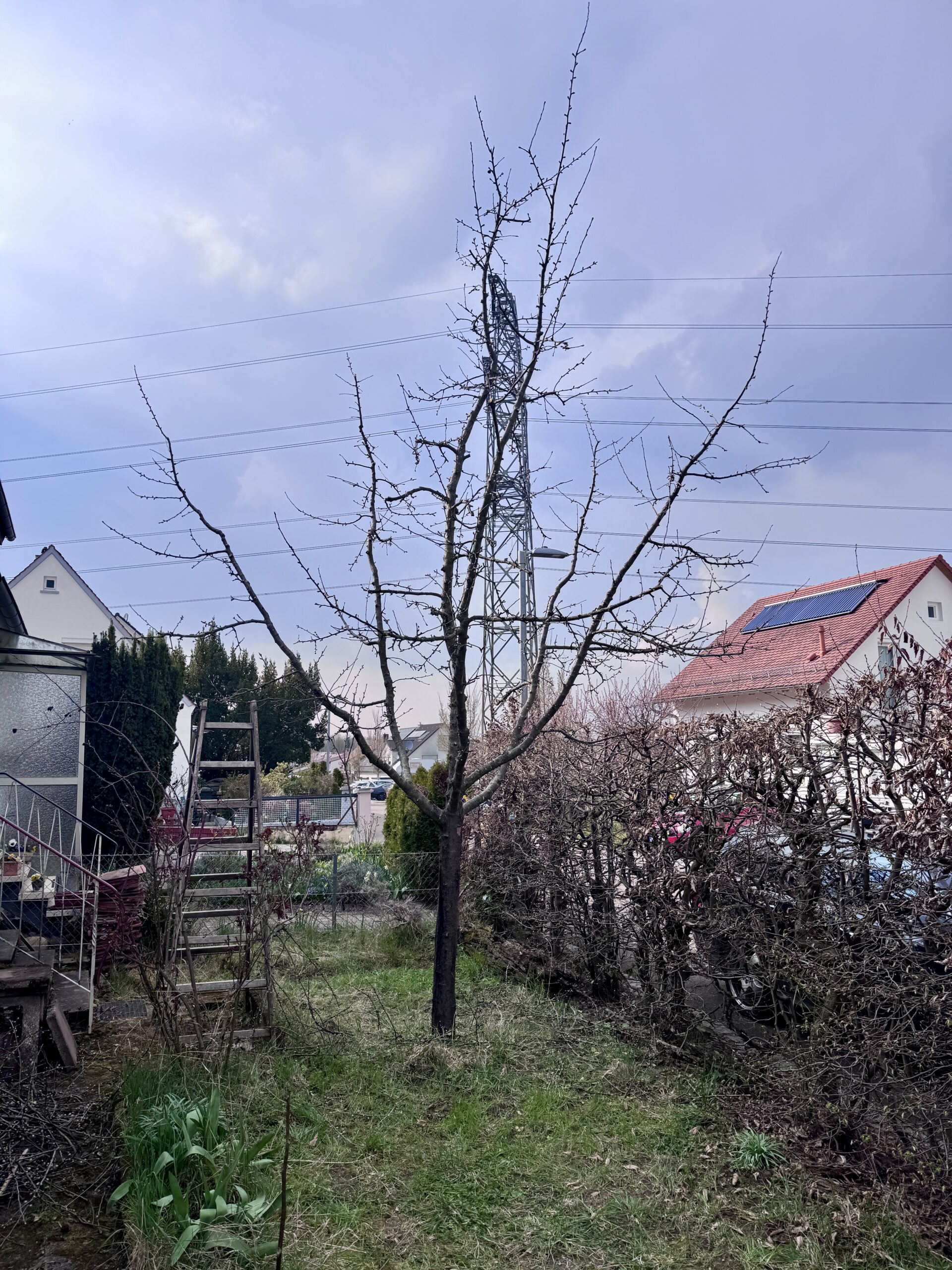 Öhringer Blutstreifling